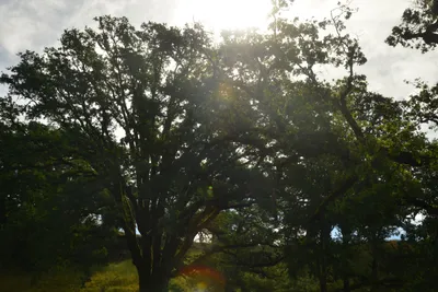 DSC_6792 (Large).JPG